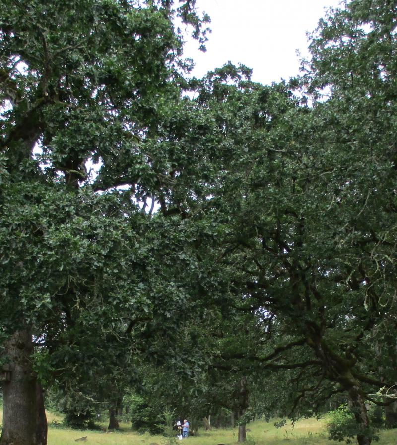 A painting or two under the rare Savannah Oaks